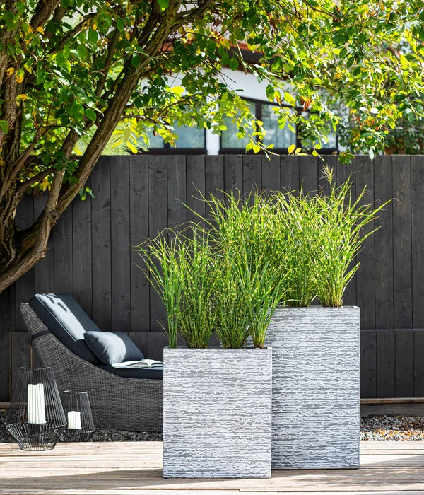 Stachelschweingras 'Strictus' 6 Stachelschweingras 'Strictus' - Image 4