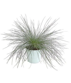 Blauschwingel 'Intense Blue'