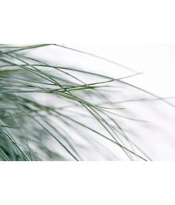 Blauschwingel 'Intense Blue' -Günstig Gartenbedarf 8013021 WE DE 001 BlauschwingelFestucaGlaucaIntenseBlue