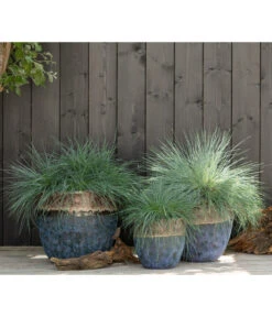 Blauschwingel 'Intense Blue' -Günstig Gartenbedarf 8013021 WE MO 001 FestucaBlauschwingelIntenseBlue