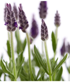 Schopf-Lavendel -Günstig Gartenbedarf 8017014 WE DE 001 LavendelSchopflavendelLavandulaStoechasT13DehnerExpressZS