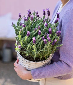 Schopf-Lavendel -Günstig Gartenbedarf 8017014 WE MO 001 LavendelKorb