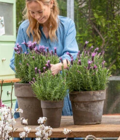 Schopf-Lavendel -Günstig Gartenbedarf 8017014 WE MO 001 SchopfLavendelStoechas