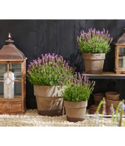 Schopf-Lavendel -Günstig Gartenbedarf 8017014 WE MO 001 Schopflavendel