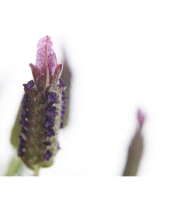 Schopf-Lavendel -Günstig Gartenbedarf 8017089 PR DE 001 LavendelStoechasLavandulaStoechasT18DehnerExpressHerzig