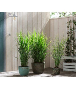 Stachelschweingras 'Strictus' 12 Stachelschweingras 'Strictus' -Günstig Gartenbedarf 8020596 8006744 8019762 WE MO 001 MiscanthusStrictus BestOf Graeser 2022