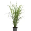 Stachelschweingras 'Strictus' -Günstig Gartenbedarf 8020596 PR FS 001 MiscanthusSinensisStachelschweingrasT19DehnerExpressHerzig