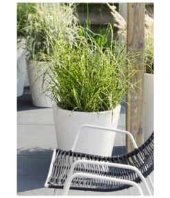 Stachelschweingras 'Strictus' 10 Stachelschweingras 'Strictus' -Günstig Gartenbedarf 8020596 PR MO 004 MiscanthusSinensisStachelschweingrasT19DehnerExpressHerzig