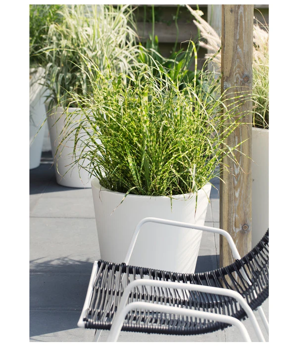 Stachelschweingras 'Strictus' 5 Stachelschweingras 'Strictus' - Image 3