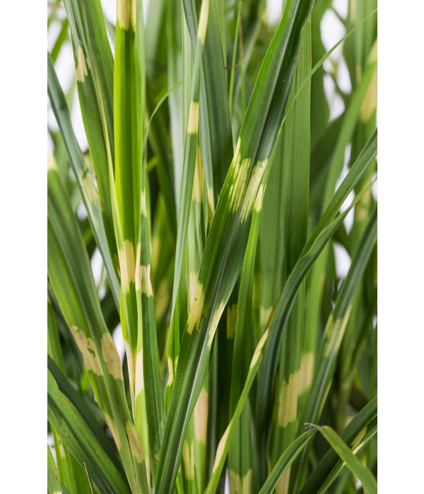 Stachelschweingras 'Strictus' 4 Stachelschweingras 'Strictus' - Image 2