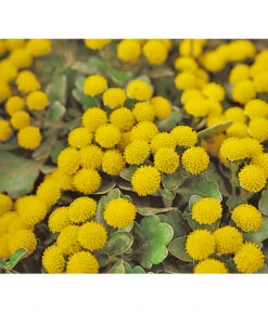 Silberrand-Chrysantheme -Günstig Gartenbedarf 8030041 BildFS 001 GoldUndSilberChrysanthemeSilberrandChrysanthemeHzAjaniaPacifica