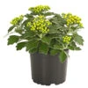 Silberrand-Chrysantheme 1 Silberrand-Chrysantheme -Günstig Gartenbedarf 8030041 PR FS 001 AjaniaPacificaHerbstzauberSilberrandChrysanthemeT13DehnerExpressHerzig