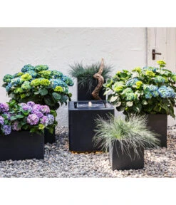 Blauschwingel 'Intense Blue' -Günstig Gartenbedarf 8037780 7222805 WE MO 001 BauerhortensieHydragenaMacrophylla