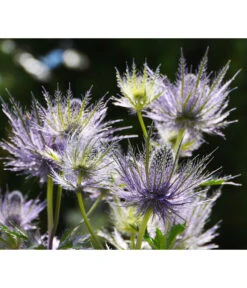 Alpen-Mannstreu 'Big Blue'