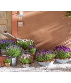 Bestseller -Günstig Gartenbedarf 8042962 WE MO 001 LavendelLavendula 1