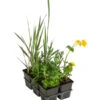 Wasserpflanzen-Set Libelle, Verschiedene Sorten, 6er-Schale -Günstig Gartenbedarf 8048241 WE FS 001 WasserpflanzenInsektenparadiesLibelle6er