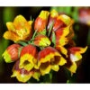 Michailovskyi-Schachbrettblume -Günstig Gartenbedarf 8064461 WE DE 001 TuerkischeSchachbrettblumeFritillariaMich