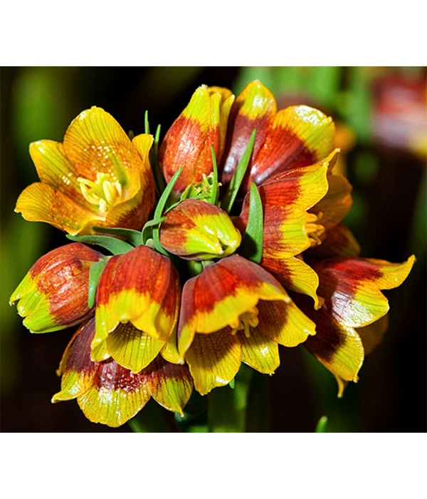 Michailovskyi-Schachbrettblume 3 Michailovskyi-Schachbrettblume