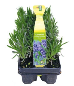 Bestseller -Günstig Gartenbedarf 8072605 PR FS 001 Lavandula6erPackAllgreen