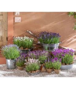 Lavendel -Günstig Gartenbedarf 8092108 WE MO 001 LavendelLavendula