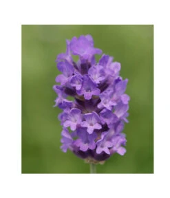 Lavendel 'No. 9' -Günstig Gartenbedarf 8094070 PR DE 001 DownderryNo9Helix