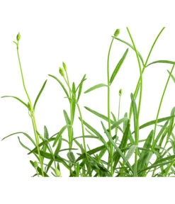 Lavendel 'No. 9' -Günstig Gartenbedarf 8094070 WE DE 001 LavandulaAngustifoliaNO9LavendelT13