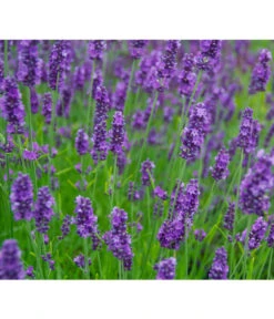 Bestseller -Günstig Gartenbedarf 8094096 PR MO 001 DownderryOlympiaHelix