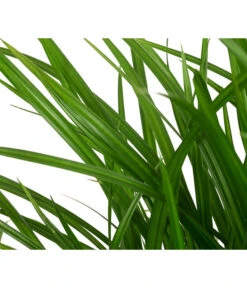 Garten-Segge 'Green Wonder' -Günstig Gartenbedarf 8095119 WE DE 003 CarexOshimensisGreenWonderZiergrasT19