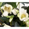 Christrose 'HGC® Jesko' 1 Christrose 'HGC® Jesko' -Günstig Gartenbedarf 8095507 WE FS 002 ChristroseHGCJesko