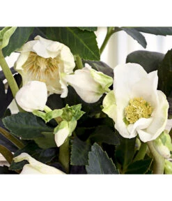 Christrose 'HGC® Jesko'