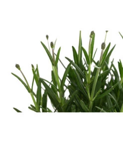 Lavendel 'Royal Blue' -Günstig Gartenbedarf 8097545 WE DE 001 LavendelRoyalBlue1L