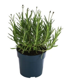 Bestseller -Günstig Gartenbedarf 8097545 WE FS 001 LavendelRoyalBlue1L