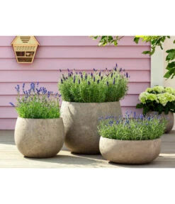 Lavendel 'Royal Blue' -Günstig Gartenbedarf 8097545 WE MO 001 LavendelRoyalBlue