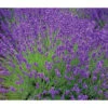 Lavendel 'Royal Blue' -Günstig Gartenbedarf 8097545 WE MO 010 8092108LavandulaLavendelBlau