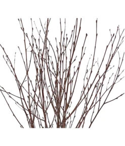 Birkenzweige-Bund, Ca. 70 Cm -Günstig Gartenbedarf 8148819 PR DE 001 BirkenzweigeNaturKurzBundDehnerExpressHerzig 2