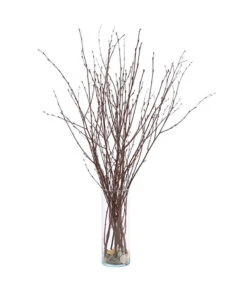 Birkenzweige-Bund, Ca. 70 Cm -Günstig Gartenbedarf 8148819 PR FS 002 BirkenzweigeNaturKurzBundDehnerExpressHerzig