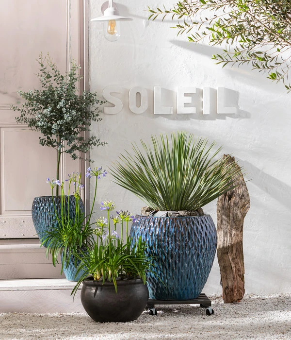 Eukalyptus, Stämmchen - Image 3