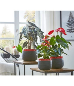 Große Flamingoblume - Anthurium Andreanum 'Adios', Verschiedene Sorten -Günstig Gartenbedarf 8201253 8736266 8203408 PR MO 003 Anthurien02GC18