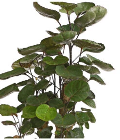 Glänzende Fiederaralie - Polyscias Scutellaria 'Fabian' 5 Glänzende Fiederaralie - Polyscias Scutellaria 'Fabian' -Günstig Gartenbedarf 8203317 PR DE 001 PolysciasFabianT19DehnerExpressHerzig