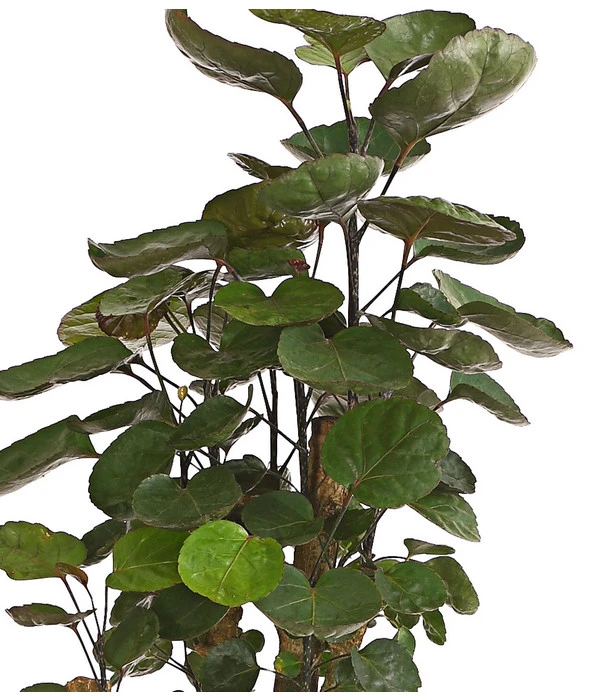 Glänzende Fiederaralie - Polyscias Scutellaria 'Fabian' 4 Glänzende Fiederaralie - Polyscias Scutellaria 'Fabian' - Image 2