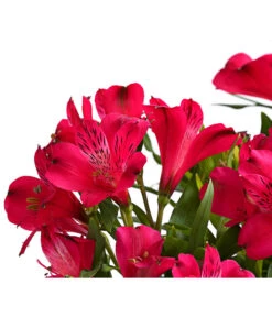 Inkalilie, Verschiedene Sorten 18 Inkalilie, Verschiedene Sorten -Günstig Gartenbedarf 8211872 FS DE 002 AlstromeriaMixT23DehnerExpressHerzig