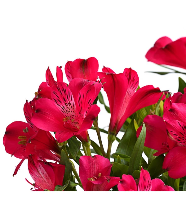 Inkalilie, Verschiedene Sorten 8 Inkalilie, Verschiedene Sorten - Image 6