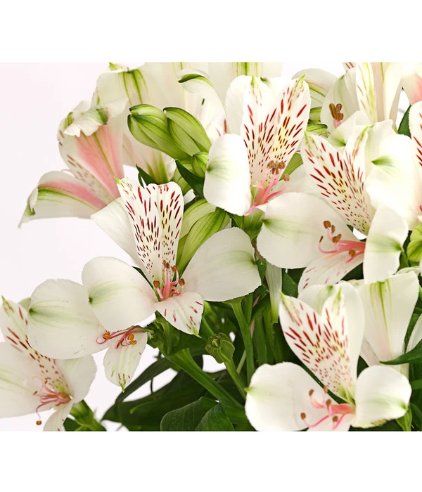 Inkalilie, Verschiedene Sorten 10 Inkalilie, Verschiedene Sorten - Image 8