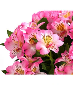 Inkalilie, Verschiedene Sorten 19 Inkalilie, Verschiedene Sorten -Günstig Gartenbedarf 8211872 WE DE 003 AlstromeriaMixT23DehnerExpressHerzig