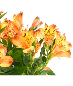 Inkalilie, Verschiedene Sorten 21 Inkalilie, Verschiedene Sorten -Günstig Gartenbedarf 8211872 WE DE 004 AlstromeriaMixT23DehnerExpressHerzig