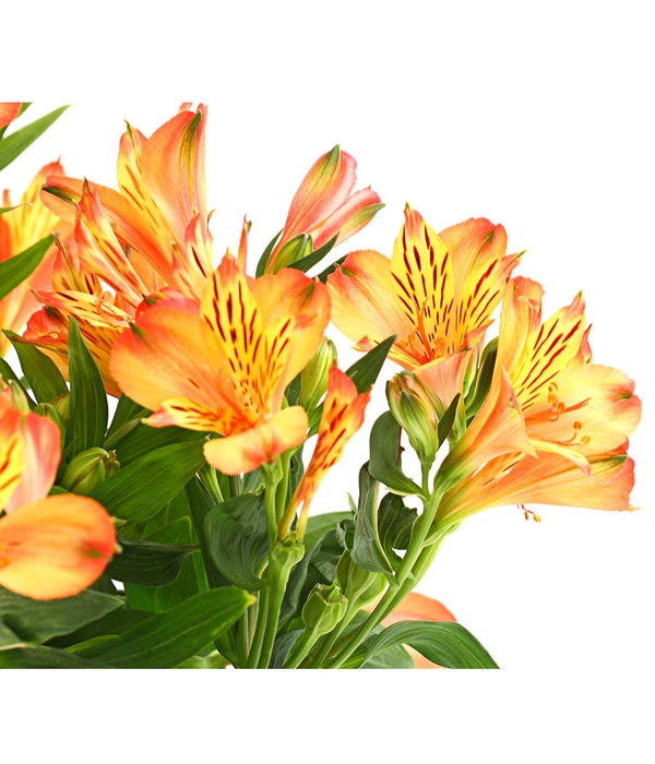 Inkalilie, Verschiedene Sorten 11 Inkalilie, Verschiedene Sorten - Image 9