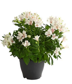 Inkalilie, Verschiedene Sorten 16 Inkalilie, Verschiedene Sorten -Günstig Gartenbedarf 8211872 WE FS 001 AlstromeriaMixT23DehnerExpressHerzig