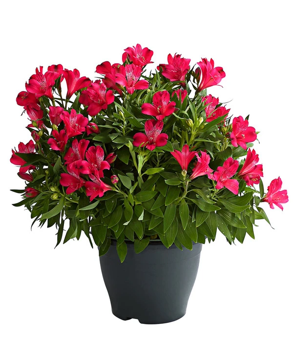 Inkalilie, Verschiedene Sorten 4 Inkalilie, Verschiedene Sorten - Image 2