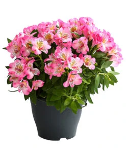 Inkalilie, Verschiedene Sorten 15 Inkalilie, Verschiedene Sorten -Günstig Gartenbedarf 8211872 WE FS 003 AlstromeriaMixT23DehnerExpressHerzig