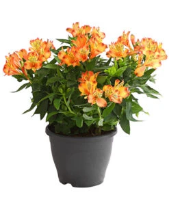 Inkalilie, Verschiedene Sorten 17 Inkalilie, Verschiedene Sorten -Günstig Gartenbedarf 8211872 WE FS 004 AlstromeriaMixT23DehnerExpressHerzig